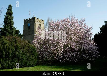 St. Peter`s Church und Magnolia blühen auf dem Kirchhof, Barford, Warwickshire, England, Großbritannien Stockfoto